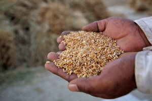 hands-holding-wheat-Pakistan - Nutrition International